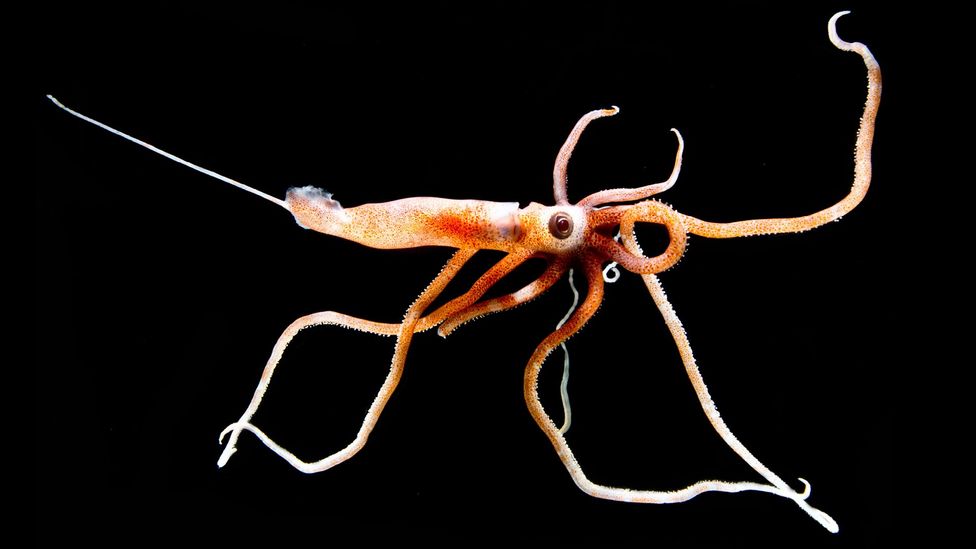 A small orange squid with long, thin legs and one visible eye against a black background (Credit: Dante Fenolio/ Science Photo Library)