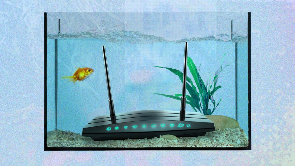 A WiFi router submerged inside an aquarium tank with a goldfish (Credit: BBC/ Serenity Strull/ Getty Images)