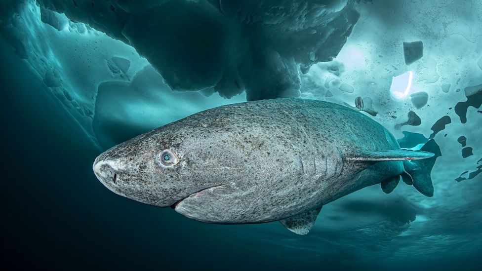 A mottled grey Greenland shark swims beneath bright blue ice (Credit: Lars von Ritter Zahony/Ocean Image Bank)