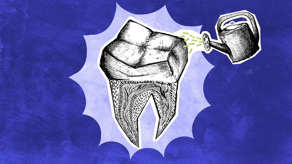 Against a blue background, a hand-drawn picturs of a tooth, showing its roots, being watered with a watering can for flowers (Credit: BBC/ Serenity Strull)