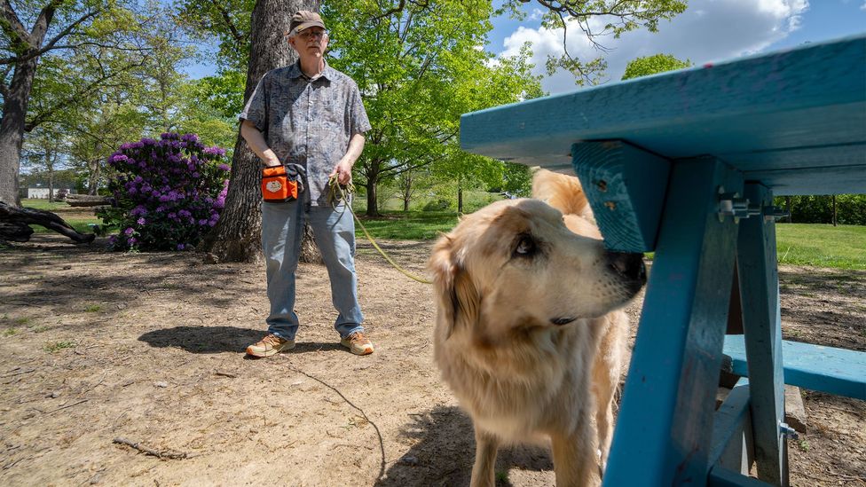 Fozzie, a Labrador-Golden Retriever mix, sniffs a blue park bench, his owner in the background (Credit: Clark DeHart for Virginia Tech)