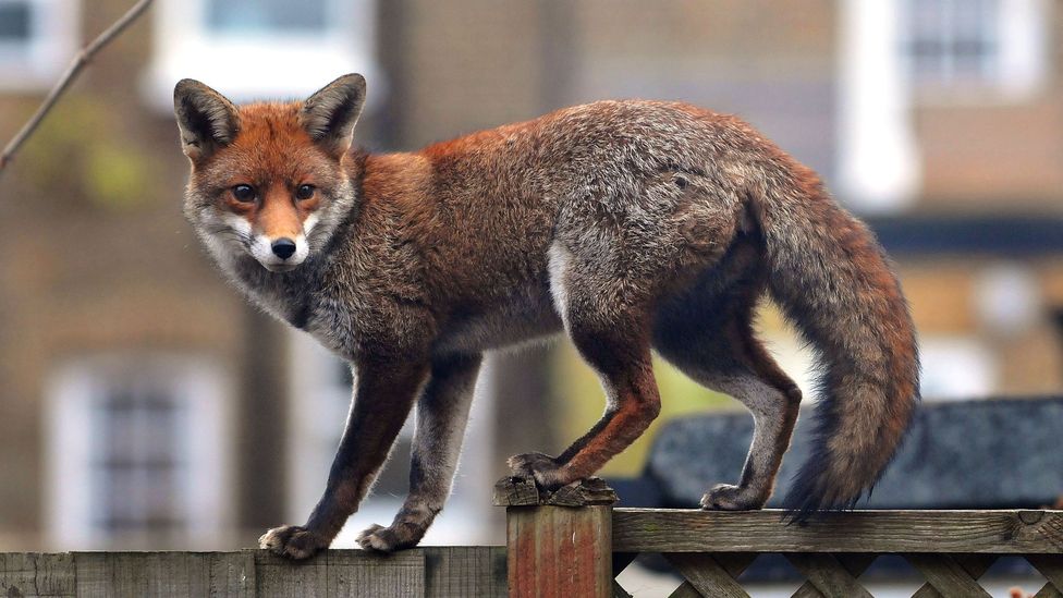 A red urban fox balances on a fence in London (Credit: Getty Images)