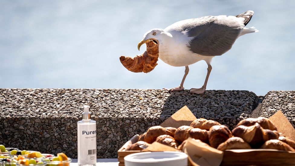 A herring gull steals a croissant from a table (Credit: Getty Images)