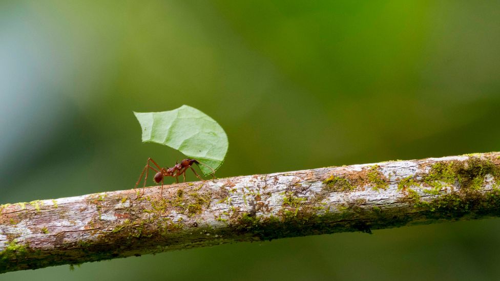 A leafcutter ant carries a section of leaf along a branch (Credit: Getty Images)