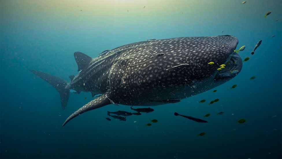 A whale shark swims in bright blue water, surrounded by small fish (Credit: Jonathan Irish)