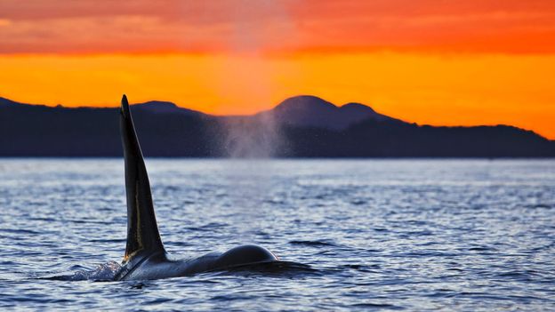 A quest to see Canada's orcas in the wild - BBC Travel
