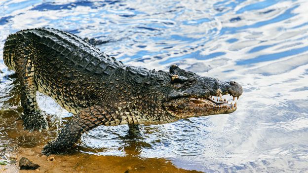 Cuba's endangered leaping crocodile - BBC Travel