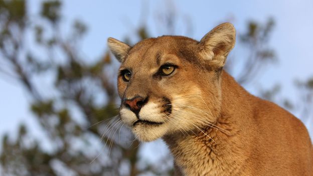 What it's like living in California's mountain lion country - BBC Future
