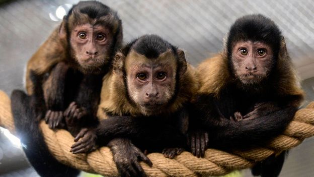 What monkeys can teach us about money