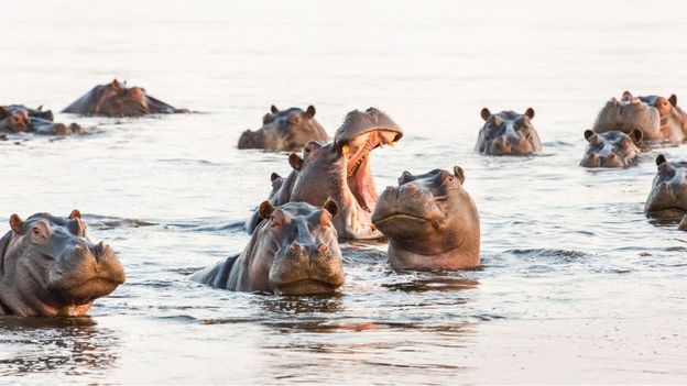 Why a group of hippos is called a bloat - BBC Travel