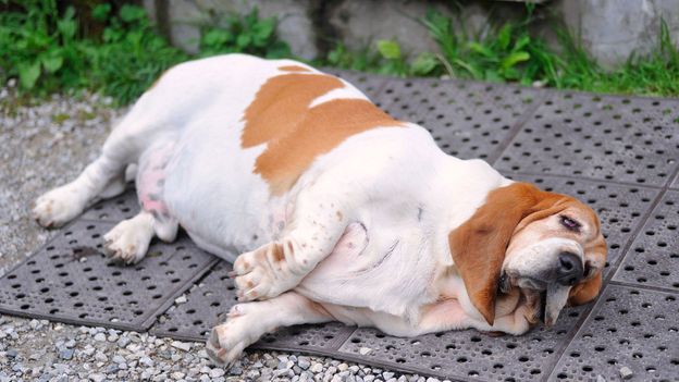 Our pets: the key to the obesity crisis? - BBC Future
