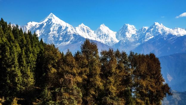 the-himalayan-invention-powered-by-pine-needles