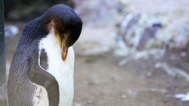 New Zealand's endangered penguin hospital - BBC Travel