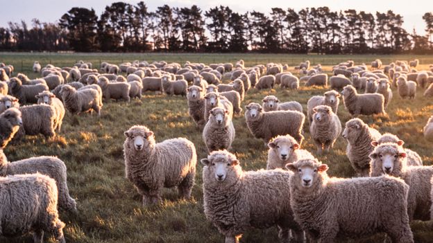 Can regenerative wool make fashion more sustainable?