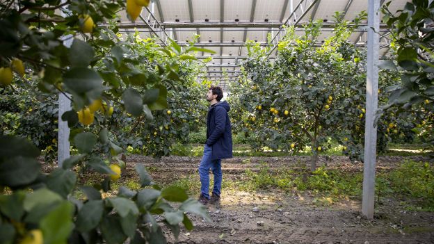 the-italian-farmers-saving-an-ancient-fruit-with-solar-power