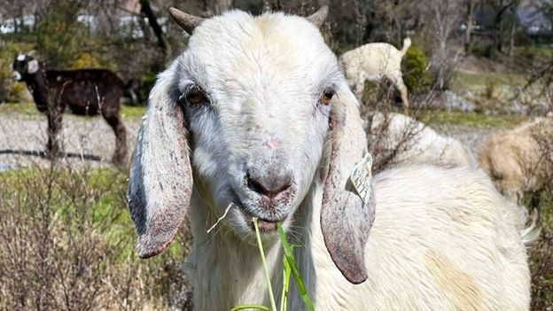 The goats fighting fires in Los Angeles