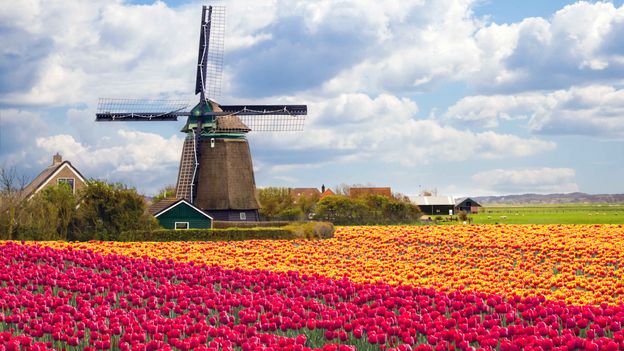 Een lokale deskundige gids voor het zien van de mooiste tulpen van Nederland