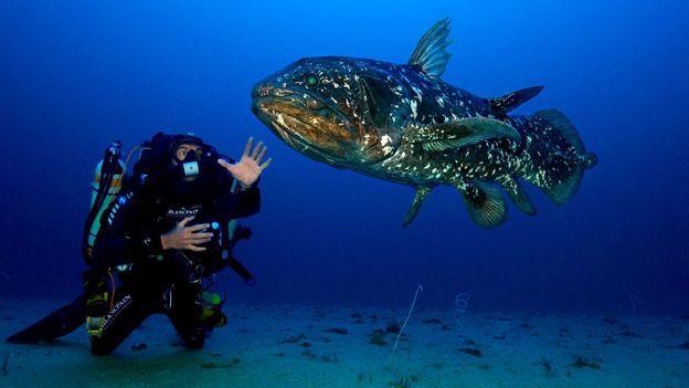Fotografer laut dalam yang memotret ‘fosil hidup’