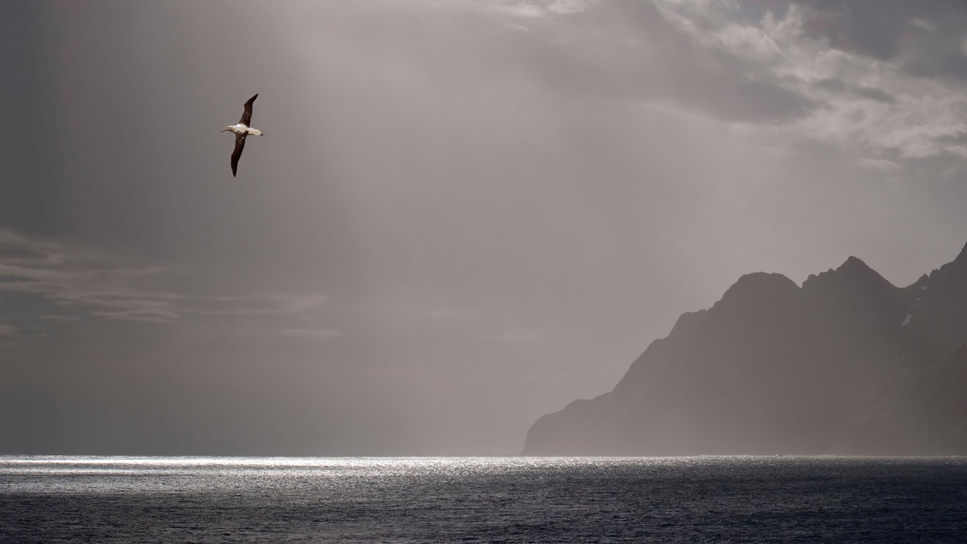 The wandering albatross can fly the equivalent of 10 trips to the Moon and back in its lifetime (Credit: Alamy)