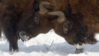 Large herbivores could help replenish the European landscape through rewilding - but there are local clashes between farmers and conservationists (Credit: Getty Images)