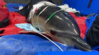 Dolphins become highly stressed when stranded (Credit: Ben Wyatt)