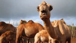 Close contact between camels and humans risks spreading Mers – a more deadly coronavirus relative of Covd-19 (Credit: Jacob Kushner)