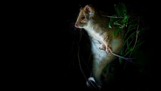 Possums can carry bacteria that cause a flesh-eating disease in humans (Credit: Alamy)