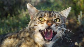 Feral cats have threatened native marsupials in Australia – but conservationists hope the two could learn to live together (Credit: Arid Recovery/Hugh McGregor)