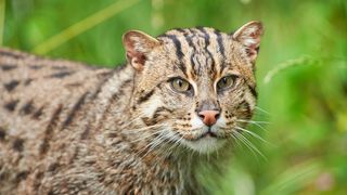The fishing cat stalks its prey in swamps, wetlands and mangrove forests (Credit: Alamy)