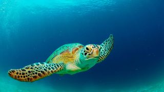 Green turtle (Credit: Gerald Nowak/Getty Images)
