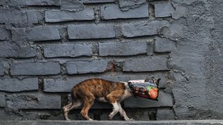 The mass of human-made stuff is greater than that of all living things on the planet – could our unchecked consumption destroy life on Earth? (Credit: Josua Marunduh/Getty Images)