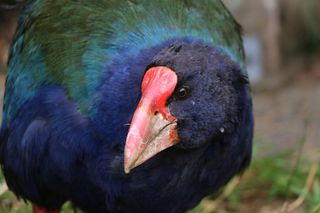 The takahē is the largest flightless bird to survive in New Zealand, and the rarest in the ecosanctuary Zealandia (Credit: Alamy)