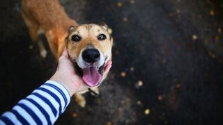 Person holding dog's head (Credit: Alexandr Zotov/Getty Images)