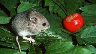 A deer mouse eating a cherry (Credit: Alamy)