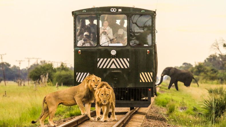 The "Elephant Express" offers visitors an utterly unique experience