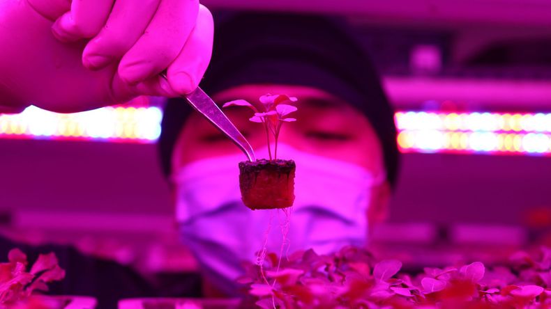 Might mangos and apples grow in high-rise city farms one day?